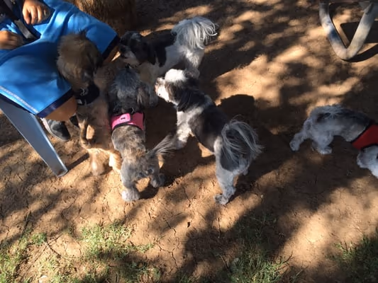 PETsMART Dog Park at Washington Park photo 2